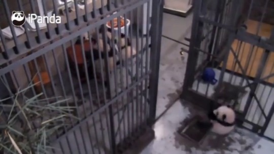 pandabearfeed:What a panda prison break. The keepers have to give up on them finally.