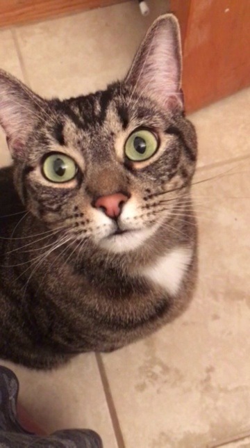 tin-pan-ali: gracefully-fritz: Check out my cat’s amazing meow  i was in no way
