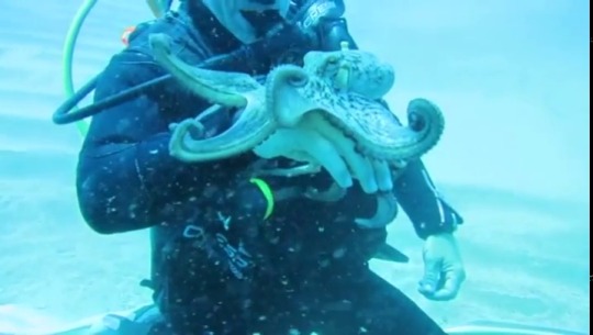 tchalisew:  southernbitchface:   m–ood:  A very curious octopus.  Watch this and be blessed   “Why he smoosh my head??? Wait smoosh my head again.” 