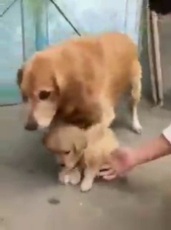 babyanimalgifs:  Mine, No Touch