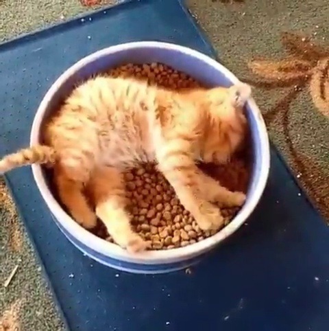 justcatposts:Living the dream