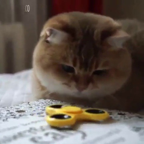 justcatposts:What is it? And why do I love it?