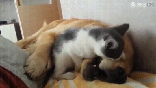 once-upon-a-time-there-was-agirl: catsbeaversandducks: “Mittens, NO.”  I will not be ignored… *splat* 