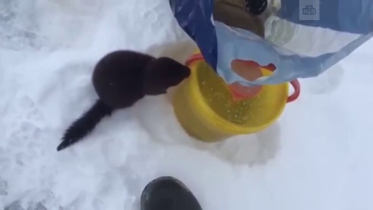 theskoomacat:  catsbeaversandducks: “Sir, I can has fish?? Thank you, kind Sir!” Translation: [weasel? comes up to a fisherman] Fisherman: Friend, what do you want? [weasel sniffs at a closed bucket with fish] Hungry for some fish, aren’t you? Maybe
