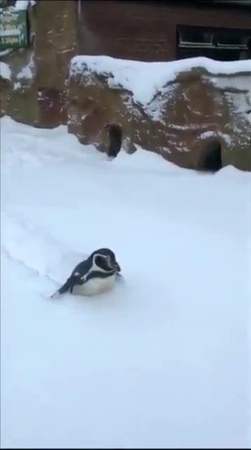 babyanimalgifs:No way this is the cutest video I’ve ever seen