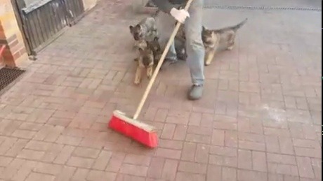 mytmylife:  russetgandalf:  missanthropicprinciple:the only way to use a broom  @mytmylife   Doesnt this just make your heart happy 💙😊