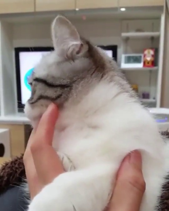 catsofinstagram:  ‪From @mugimeshi323: “. 今朝のコマルンルン😼❤ . Good
