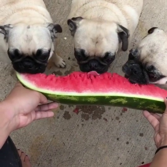 pugs:  A Pugs Paradise 🍉😋✨
