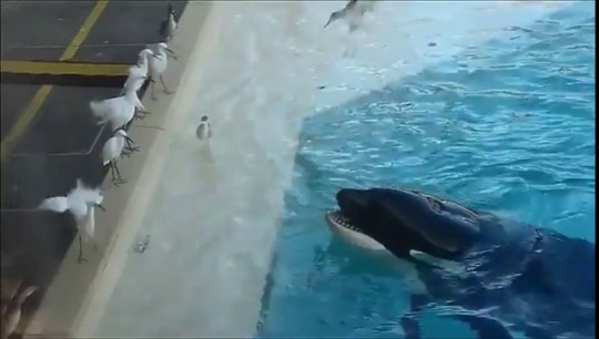 curlicuecal:  fattyskeleton:  ride-the-bifrost:   fattyskeleton:   kingjaffejoffer: Killer Whale using fish as bait to catch birds oh my fucking god. that’s it. Killer Whales are the most aptly named animals on earth and we should probably STOP MAKING