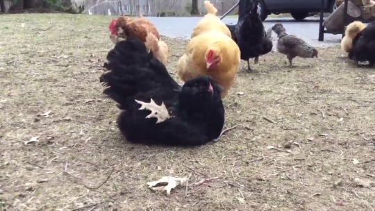 birbymcbirbface:  chicken-beebs:   rural-hart:  She was so proud of her leaf.  I’m just bringing this back because there is literally nothing I love more than this video.    Dis my leaf 