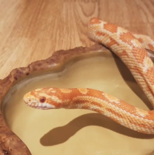 slothicity:  medusathesnake:  Snek sneezes!  Turn up your volume if you want to hear the little sneezes.    I’m not sure why she’s sneezing.  Maybe because she stuck her whole head underwater to drink.  ¯\_(ツ)_/¯  sNAKES CAN SNEEZE???????? 
