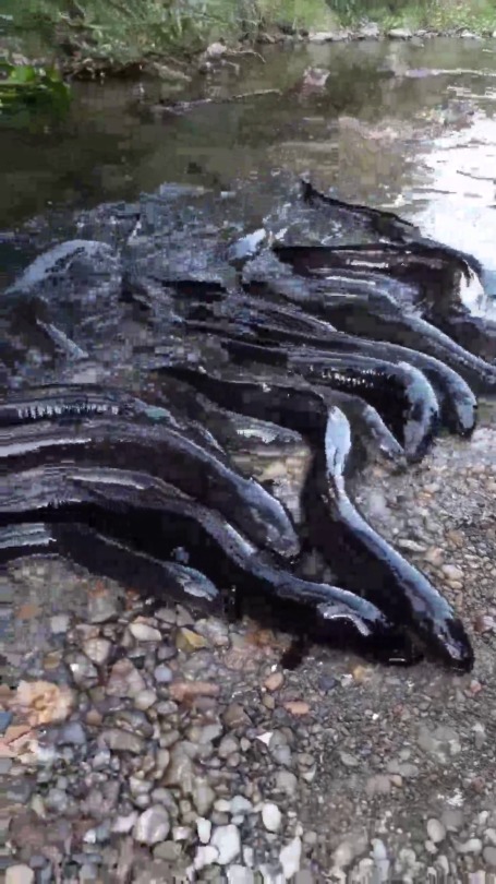 nyquilnap:  kemeeley:  nyquilnap:  my man went for it  hey WHAT THE FUCK ARE THESE THINGS  eels   Son pegelagartos !😂😂