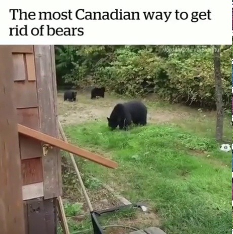 mitski-miyawakis: ask-finny:   official-sachsen-anhalt:  trapperweasel:   ethanredotter:  trapperweasel: I asked my boyfriend in Canada once, how he deals with polar bears because I was curious about what to do and he was like, just be calm, let them