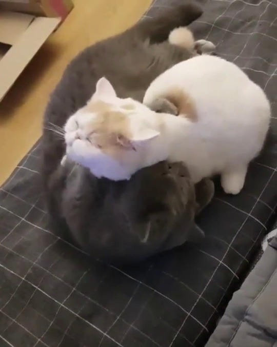 catsofinstagram:  ‪From @mandu0604: “#귀여워죽겠따 👅🐱💕🐹👅”