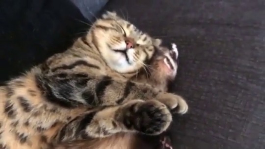 catsofinstagram:  From @rody.tino.tomoko #catsofinstagram [source: https://ift.tt/2HiCvk8