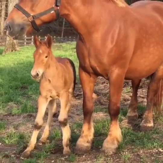 sadietimes5:  Suffolk Punch mare Phelan Sadie with her four day old colt Ridgewind Aethling Maury.  Awww, what a handsome boy!❤️😍