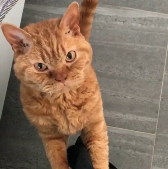 coolcatgroup:  gentlefluff:  https://instagram.com/p/Bgv1fA0FzFE/  *Aggressively nhams* 