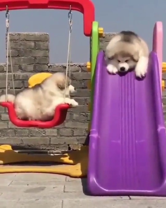 doggosource:If you’re having a bad day, watch this fufflyboy go down a slide 