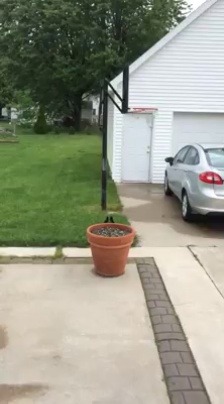 catsbeaversandducks:  When your dog doesn’t want to come inside. Video/caption