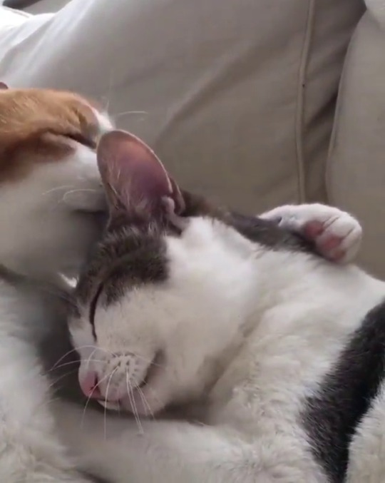 catsofinstagram:  From @riepoyonn: “Kiss and make up ❤️” #catsofinstagram [source: https://ift.tt/2FIXA1v ]