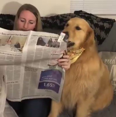 catsbeaversandducks:  “Excuse me, Lady. I must destroy this source of fake news and dark arts of political manipulation.” Video by Jax Teller Morrow 🐾 