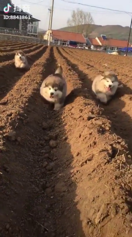 doggosource: potatoes  