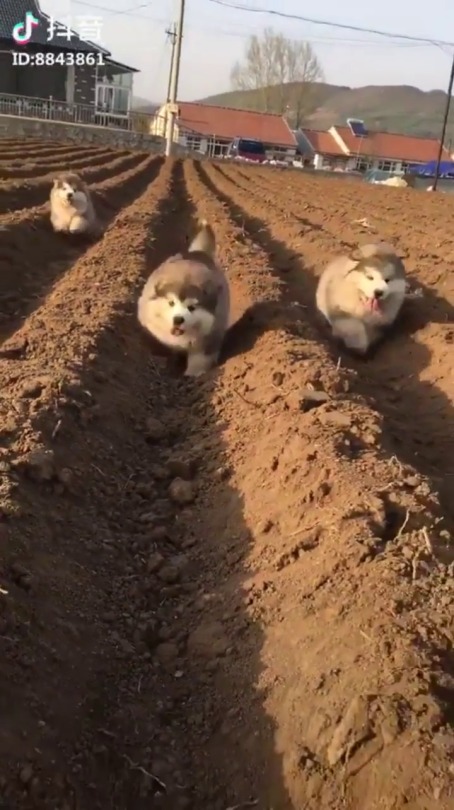 psychoxknyte:  sirfrogsworth:  I’m not sure using these fluffnuggets to fertilize