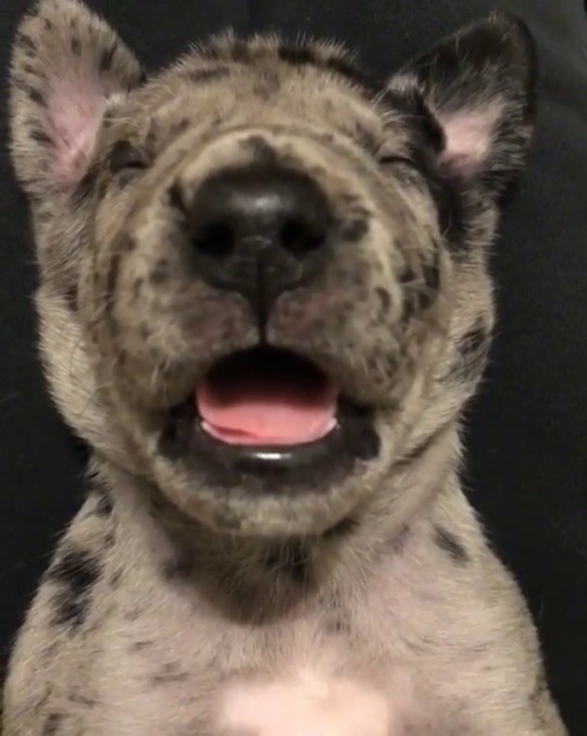bearded-daddy:  thenatsdorf: Sleeping puppy. (via the_oakie_doakie)  Lil sheepyhead…