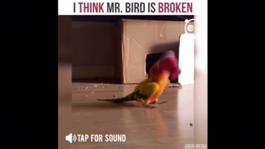 libertarirynn:  Actual footage of @the-mighty-birdy with too much caffeine.