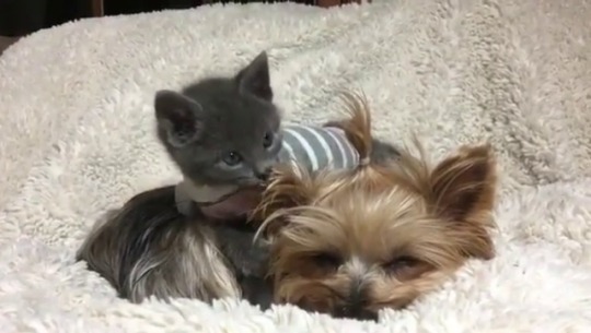 catsofinstagram: From @winnie.therapydog: “🎥▶️ I went on Pinterest today