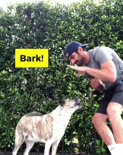 nyledimarco: Dogs can understand sign language!  Follow me: instagram.com/nyledimarco 