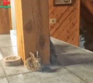 somecutething: What…..what….what is this….