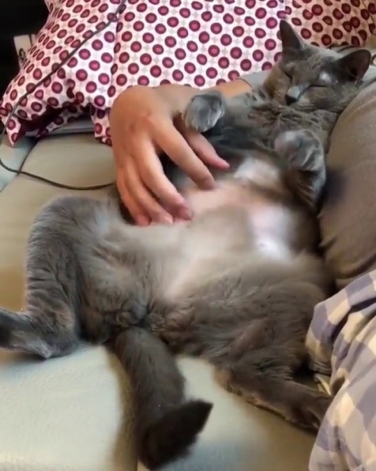 catsofinstagram:  ‪From @newding2: “아빠 껌떽쥐 #허공꾹꾹이#브로맨스 인데 음악이 너무 끈적하넼ㅋㅋㅋ” #catsofinstagram ‬ [source: https://ift.tt/2JcnoZQ ]