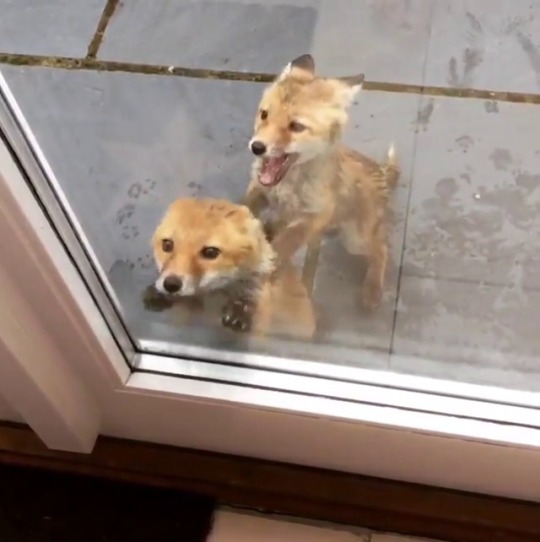 the-ramblings-of-a-fox:  everythingfox:  House intruders (don’t call the police)