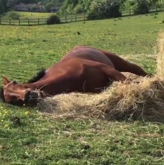 sitta-pusilla: That’s one lazy horse