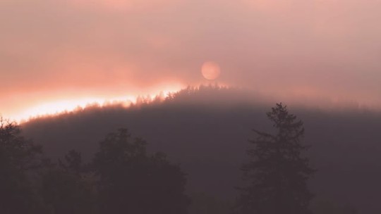 The dawn chorus, Austria ♡ 🌅 by Milamai