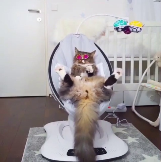 catsofinstagram:  From @hello_iamjoy: “I just thought I’d show my new friends how cool I can be 😎” #catsofinstagram [source: https://ift.tt/2Jqm8SV ]