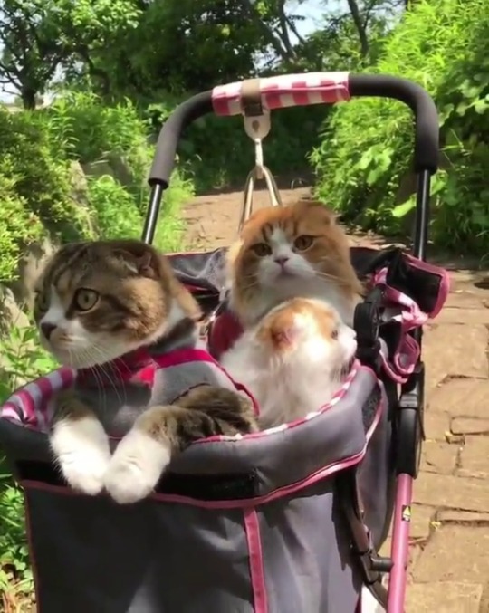 catsofinstagram:  ‪From @yayoi89: “A pleasant day 🌿 Let’s get out now😼😺😽.” #twitterweek #catsofinstagram ‬ [source: https://ift.tt/2LmMHG6 ]