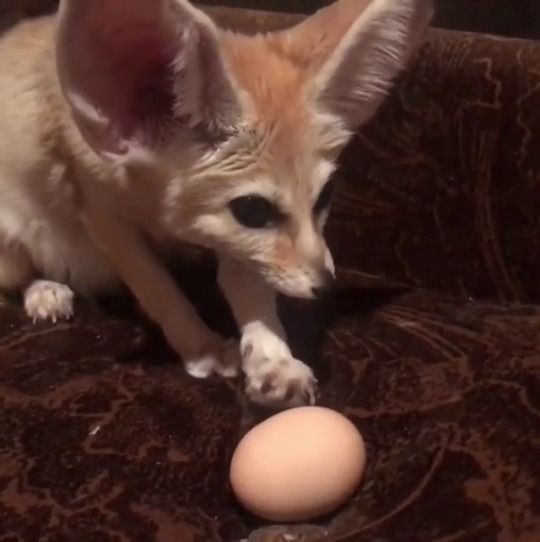 Porn photo everythingfox: it’s His egg Eeeee <333