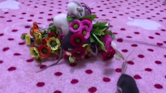 bogleech:  icouldwritebooks: And one more.  I think that this video is adorable, but I get the idea it might be less so to somebody who doesn’t like baby rats.  This was their immediate reaction to me putting the plastic flowers down on the bed. Anyone