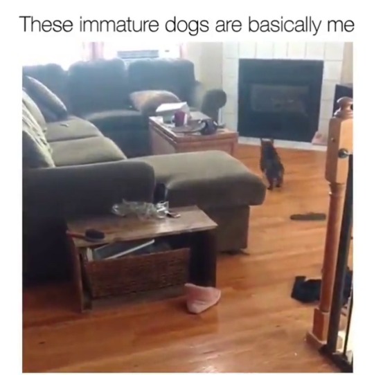 babyanimalgifs:  Lol 😂