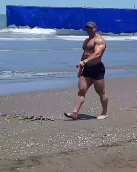 needsize:  Pig goes for a walk.