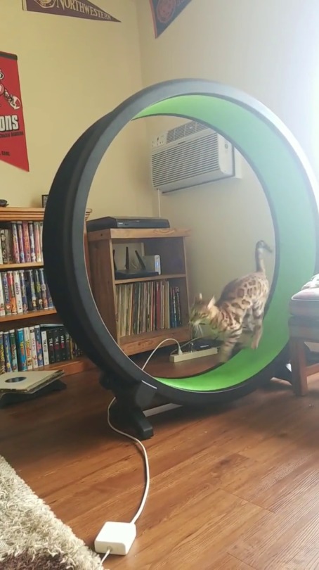 onlyblackgirl:  elysianfields05: Have y'all seen my cat treadmill?  You talking about a treadmill like that ain’t a whole cheetah.  