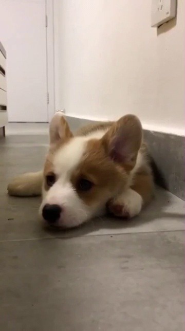 worldofcorgi:Hey hey! What’s up, how are you, tell me about your day?