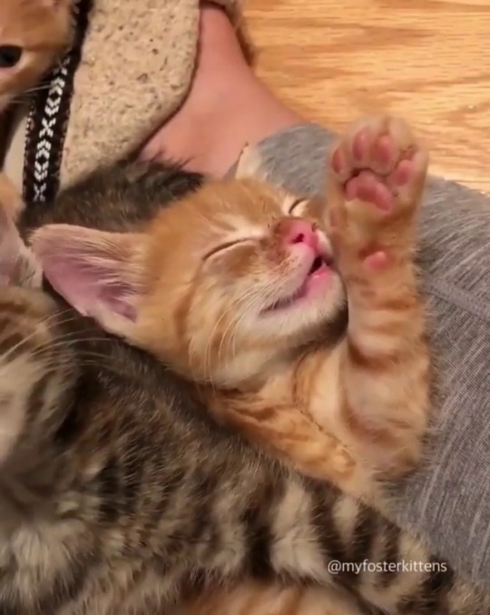 catsofinstagram:  From @myfosterkittens: “Roger, Rita and Carl just ate, played