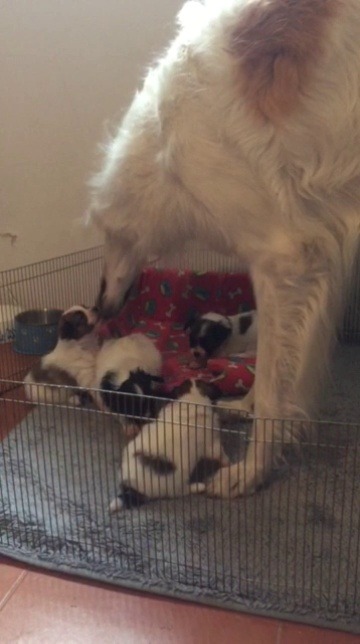 gooddogbestfriend: bagrijana: Auntie Hella checking on the Papillon puppies… she never had a litter of her own so she always cared for all the pups born here at #tantezampekennel imagine having such a beautiful fairy godmother 