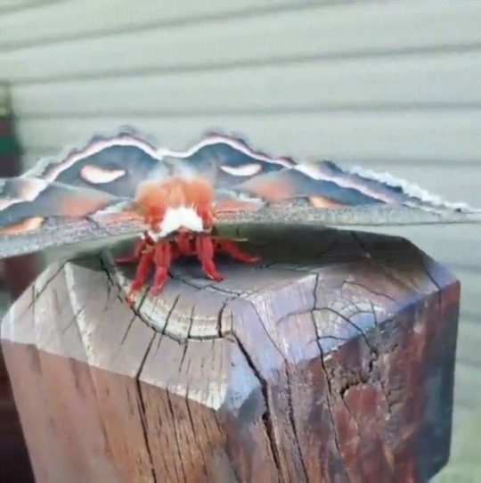 Porn trulyvincent:  Cecropia Moth photos