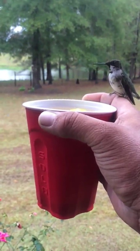 Porn photo forevernoon:Feeding the hummingbirds Video