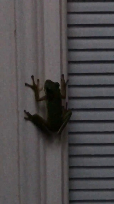 zoemonster200: sixpenceee:  When a frog eats a firefly. From here  You would not believe your eyes 