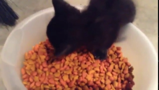 nerroart: kitty:   *dry food crunches*  Ridiculously small kitten: “Myam myam myam. Njam njam njam njam njam njam njam! Myam myam myam nyam nyam myam. Mmmam. Mrrrrram. Meep!”    Oh here it is again. The best video ever 